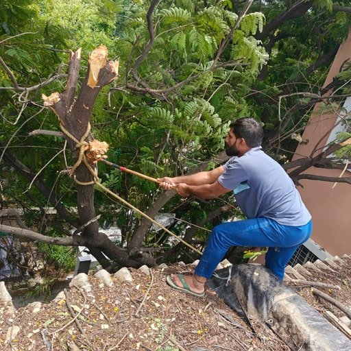 katamraj-Tree-Cutting-Services-Gallery
