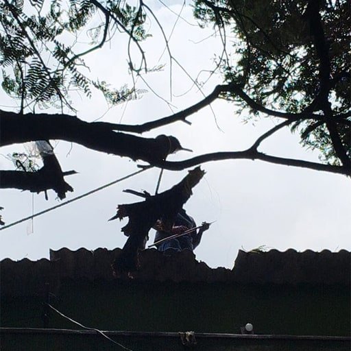 katamraj-Tree-Cutting-Services-Gallery1