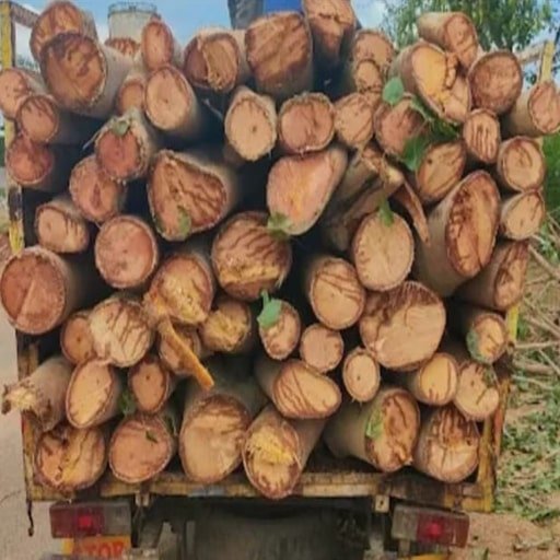 katamraj-Tree-Cutting-Services-Gallery14-min