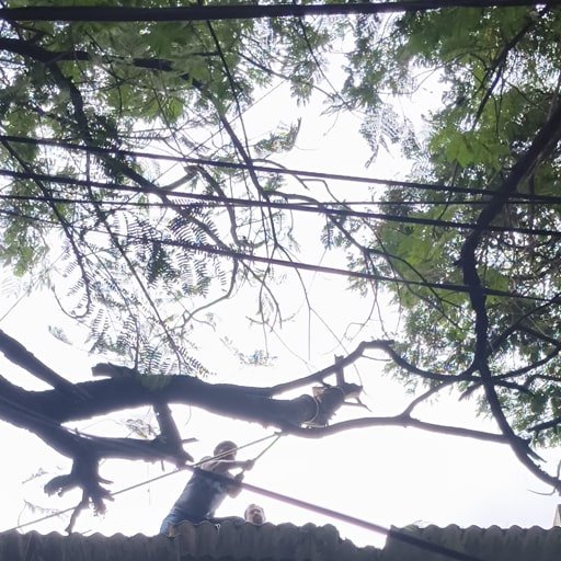 katamraj-Tree-Cutting-Services-Gallery2