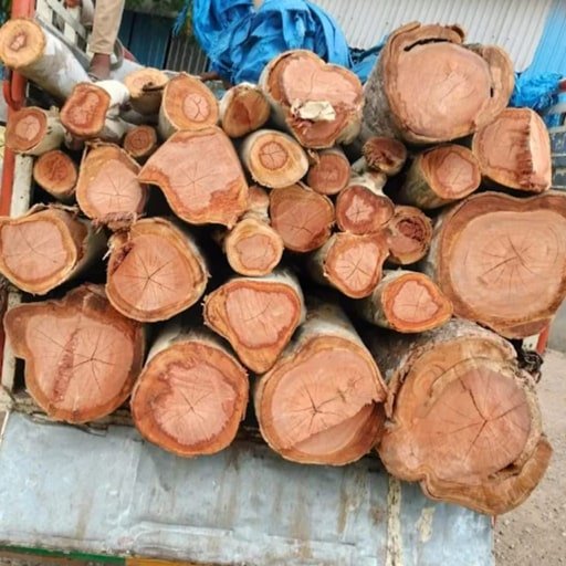 katamraj-Tree-Cutting-Services-Gallery3