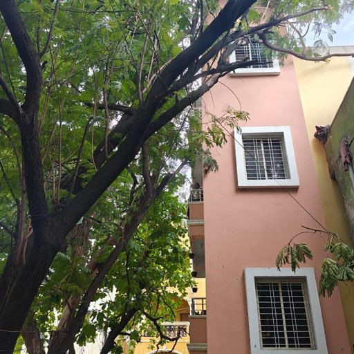 katamraj-Tree-Cutting-Services-Gallery30