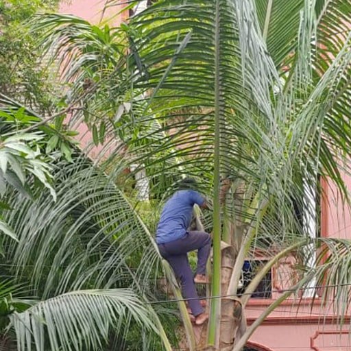 katamraj-Tree-Cutting-Services-Gallery32