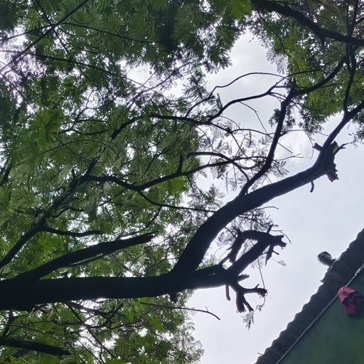 katamraj-Tree-Cutting-Services-Gallery4